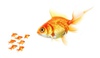 big-fish-small-fish.jpg